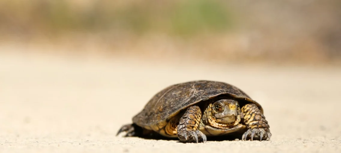 how to boost slow internet